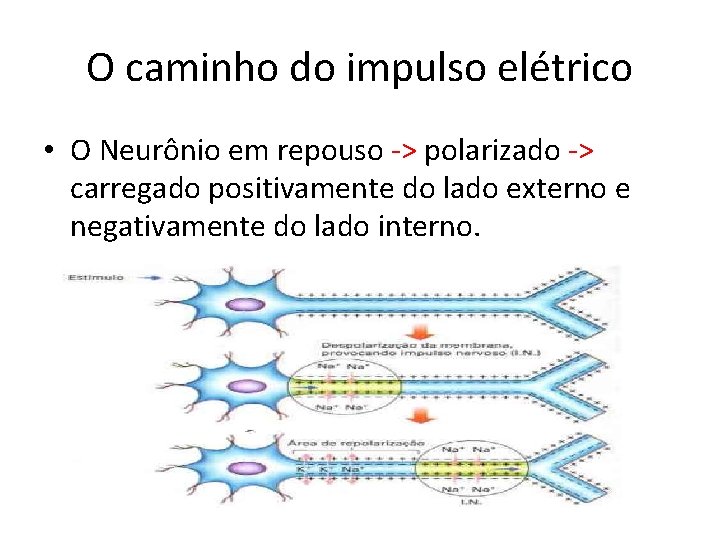 O caminho do impulso elétrico • O Neurônio em repouso -> polarizado -> carregado