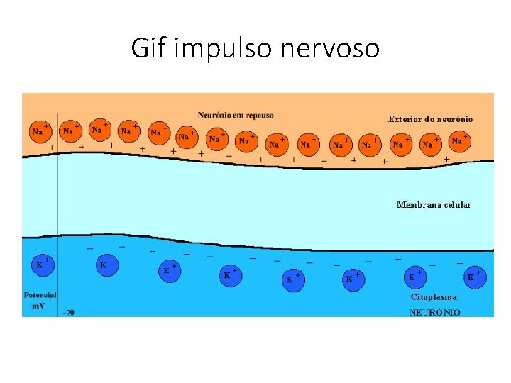 Gif impulso nervoso 