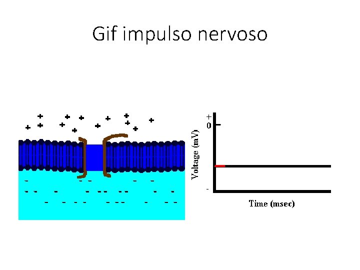 Gif impulso nervoso 