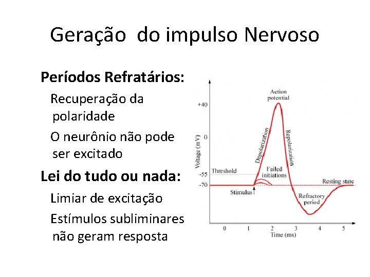 Geração do impulso Nervoso Períodos Refratários: Recuperação da polaridade O neurônio não pode ser