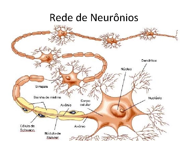 Rede de Neurônios 