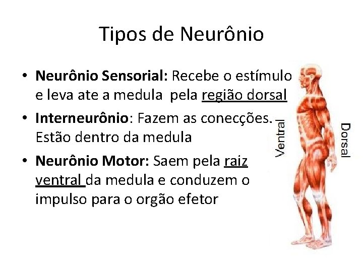 Tipos de Neurônio • Neurônio Sensorial: Recebe o estímulo e leva ate a medula