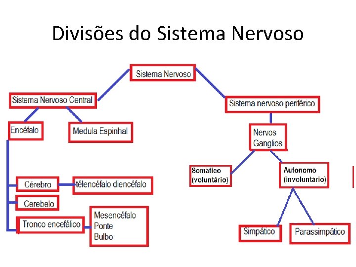 Divisões do Sistema Nervoso 