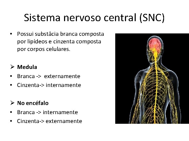 Sistema nervoso central (SNC) • Possui substâcia branca composta por lipídeos e cinzenta composta