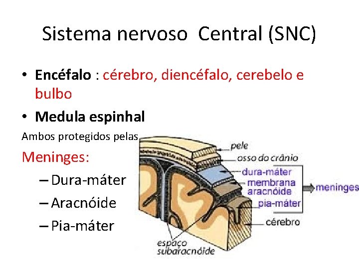 Sistema nervoso Central (SNC) • Encéfalo : cérebro, diencéfalo, cerebelo e bulbo • Medula