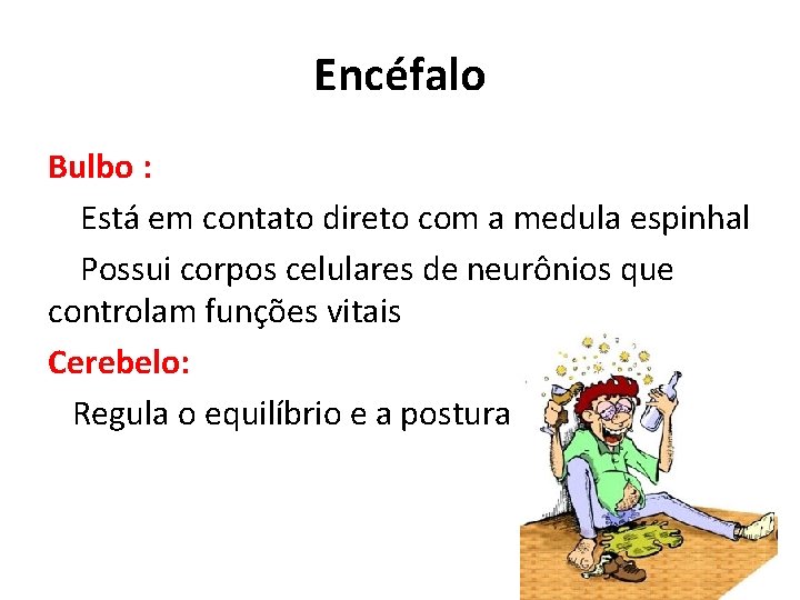 Encéfalo Bulbo : Está em contato direto com a medula espinhal Possui corpos celulares