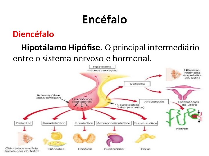 Encéfalo Diencéfalo Hipotálamo Hipófise. O principal intermediário entre o sistema nervoso e hormonal. 