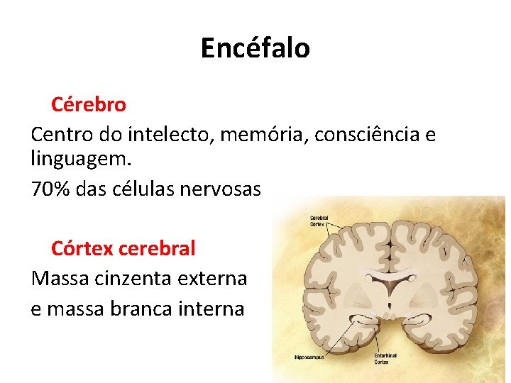 Encéfalo Cérebro Centro do intelecto, memória, consciência e linguagem. 70% das células nervosas Córtex