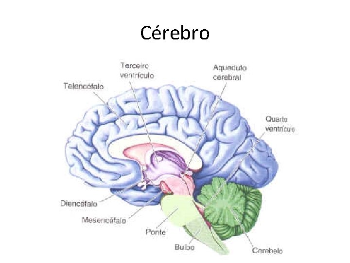 Cérebro 