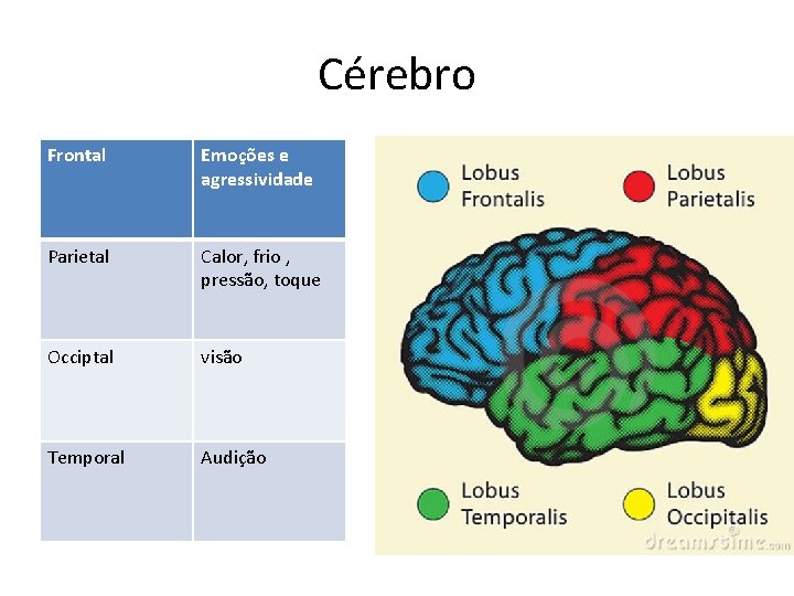 Cérebro Frontal Emoções e agressividade Parietal Calor, frio , pressão, toque Occiptal visão Temporal