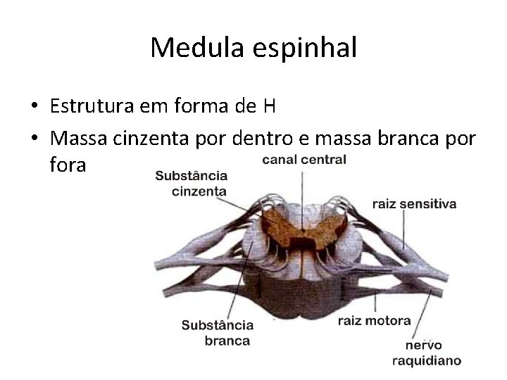 Medula espinhal • Estrutura em forma de H • Massa cinzenta por dentro e