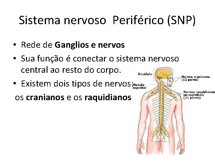 Sistema nervoso Periférico (SNP) • Rede de Ganglios e nervos • Sua função é