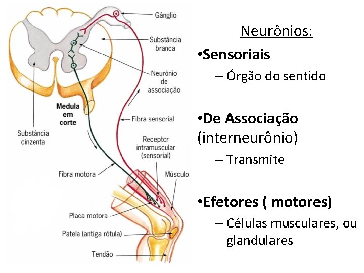 Neurônios: • Sensoriais – Órgão do sentido • De Associação (interneurônio) – Transmite •