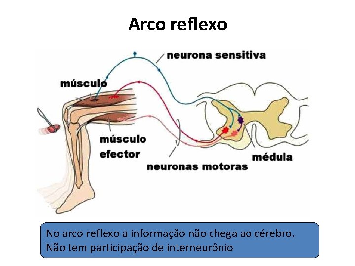 Arco reflexo No arco reflexo a informação não chega ao cérebro. Não tem participação