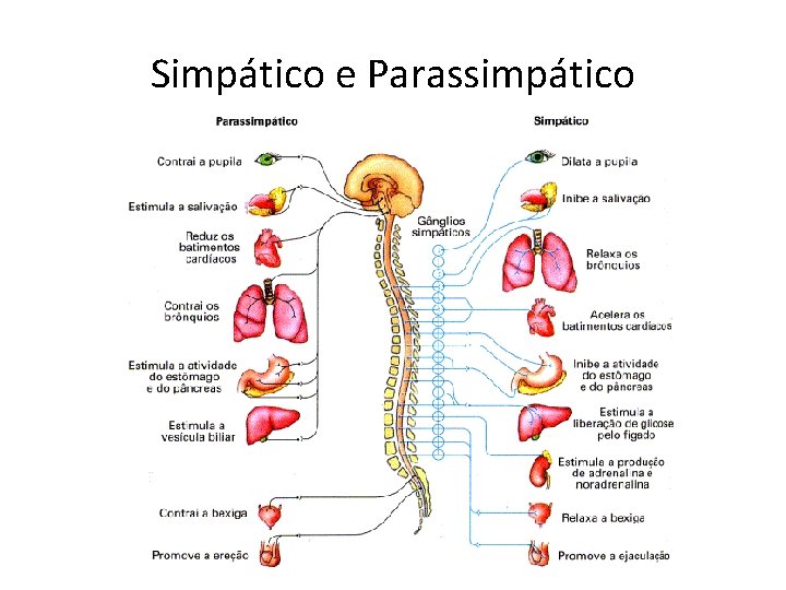 Simpático e Parassimpático 