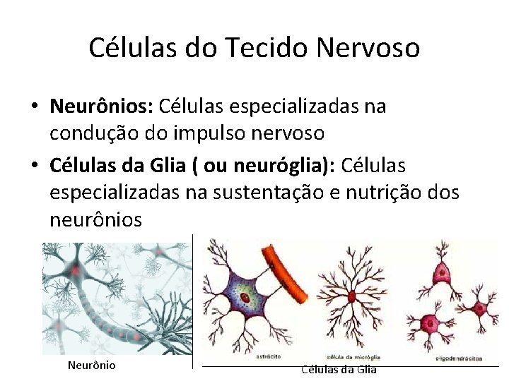 Células do Tecido Nervoso • Neurônios: Células especializadas na condução do impulso nervoso •