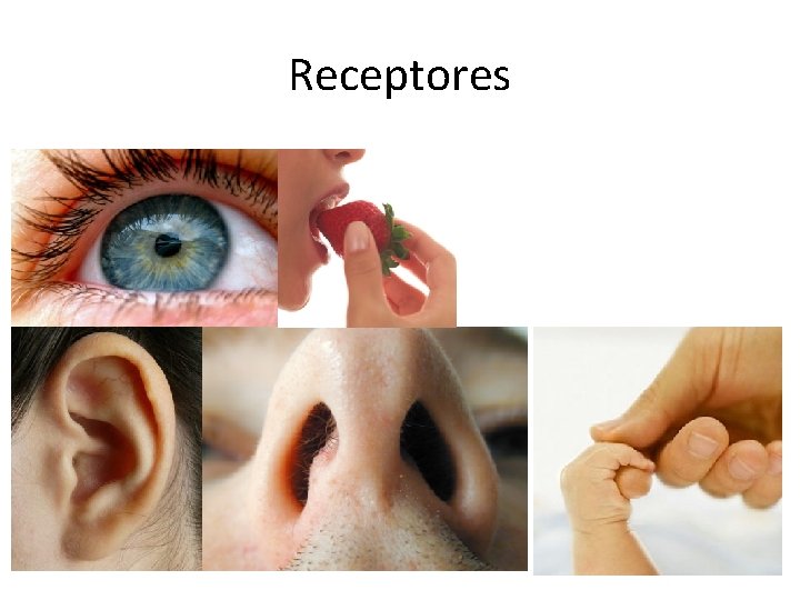 Receptores 