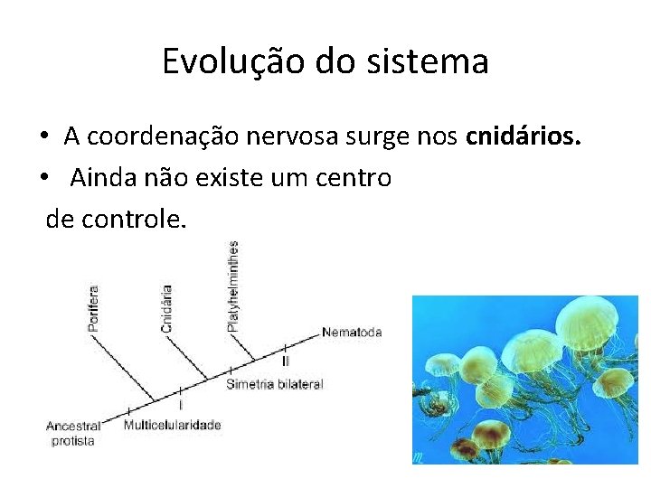 Evolução do sistema • A coordenação nervosa surge nos cnidários. • Ainda não existe
