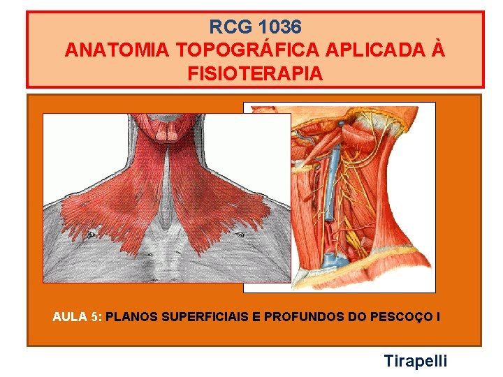 RCG 1036 ANATOMIA TOPOGRÁFICA APLICADA À FISIOTERAPIA AULA 5: PLANOS SUPERFICIAIS E PROFUNDOS DO