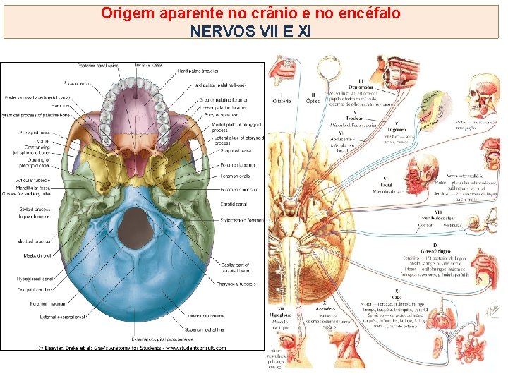 Origem aparente no crânio e no encéfalo NERVOS VII E XI 