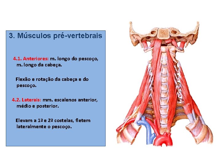 3. Músculos pré-vertebrais 4. 1. Anteriores: m. longo do pescoço, m. longo da cabeça.