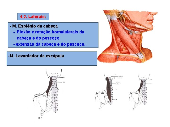 4. 2. Laterais: - M. Esplênio da cabeça - Flexão e rotação homolaterais da