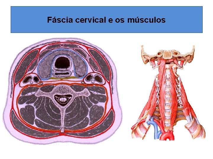 Fáscia cervical e os músculos 