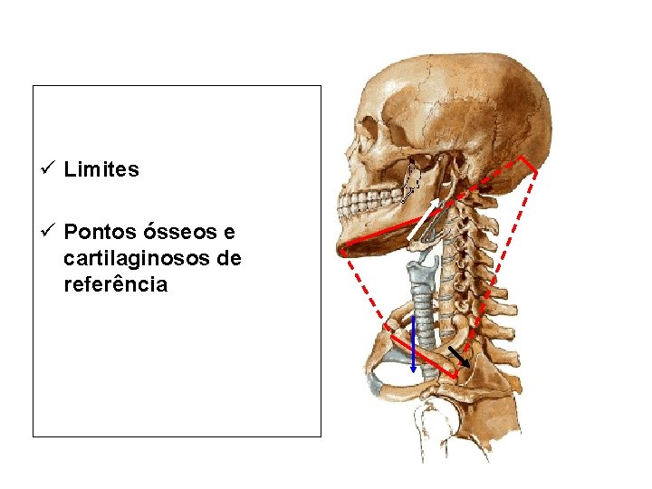 ü Limites ü Pontos ósseos e cartilaginosos de referência 