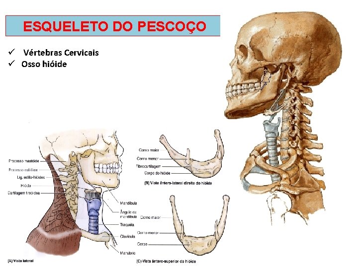 ESQUELETO DO PESCOÇO ü Vértebras Cervicais ü Osso hióide 