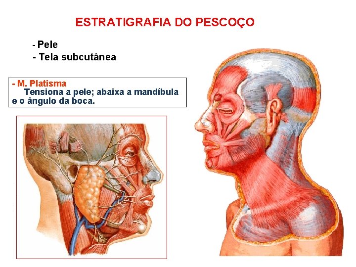 ESTRATIGRAFIA DO PESCOÇO - Pele - Tela subcutânea - M. Platisma Tensiona a pele;