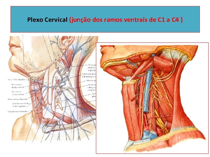 Plexo Cervical (junção dos ramos ventrais de C 1 a C 4 ) 