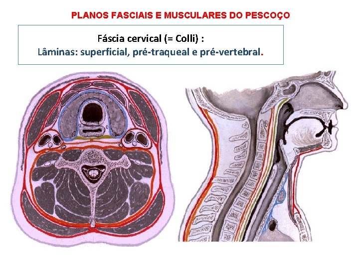 PLANOS FASCIAIS E MUSCULARES DO PESCOÇO Fáscia cervical (= Colli) : Lâminas: superficial, pré-traqueal