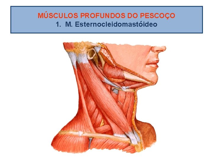MÚSCULOS PROFUNDOS DO PESCOÇO 1. M. Esternocleidomastóideo 