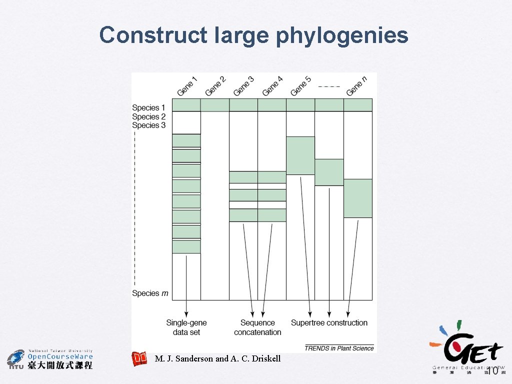 Construct large phylogenies M. J. Sanderson and A. C. Driskell 10 