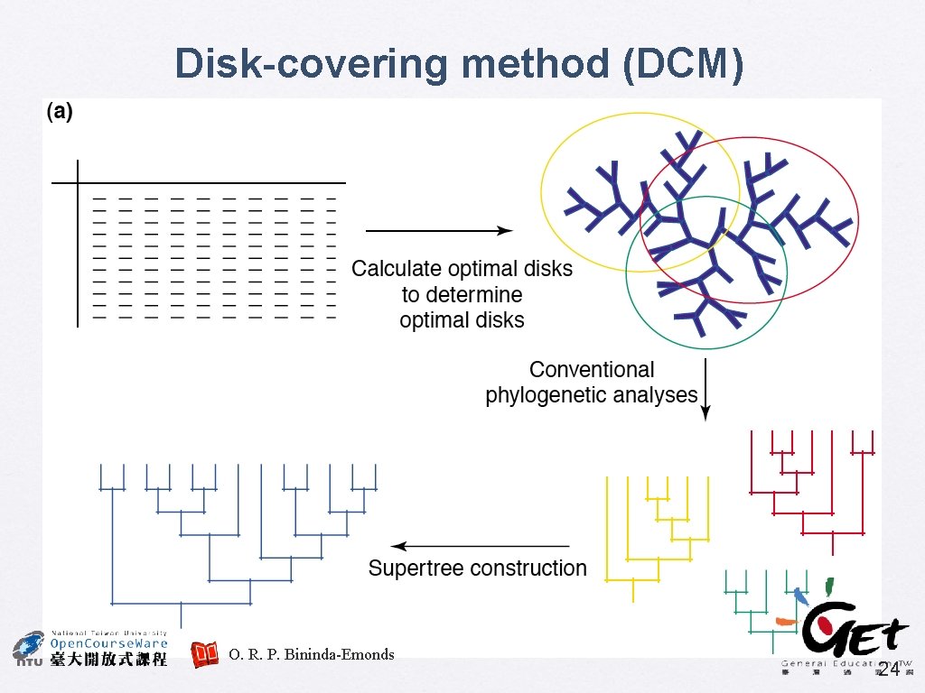 Disk-covering method (DCM) O. R. P. Bininda-Emonds 24 