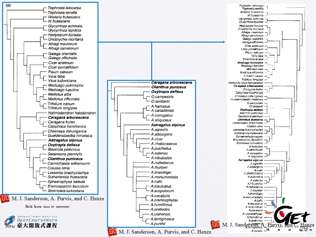 M. J. Sanderson, A. Purvis, and C. Henze Bold faces: taxa in common M.