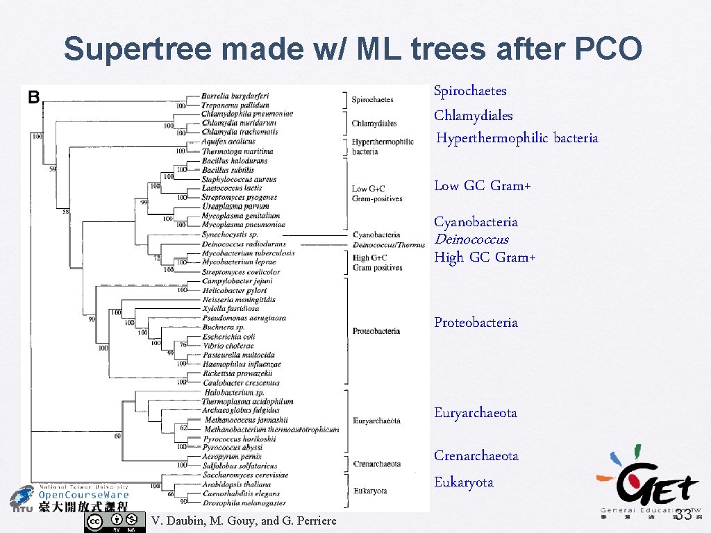 Supertree made w/ ML trees after PCO Spirochaetes Chlamydiales Hyperthermophilic bacteria Low GC Gram+