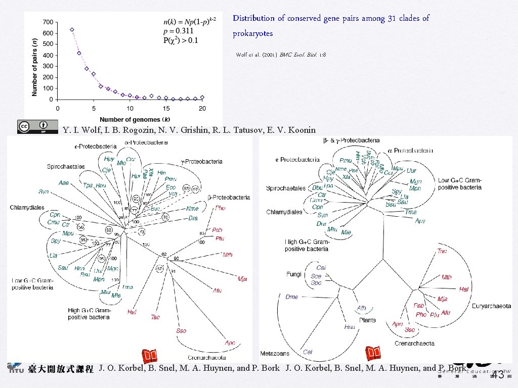 Distribution of conserved gene pairs among 31 clades of prokaryotes Wolf et al. (2001)