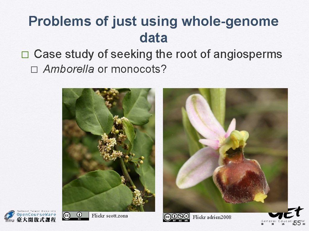 Problems of just using whole-genome data � Case study of seeking the root of