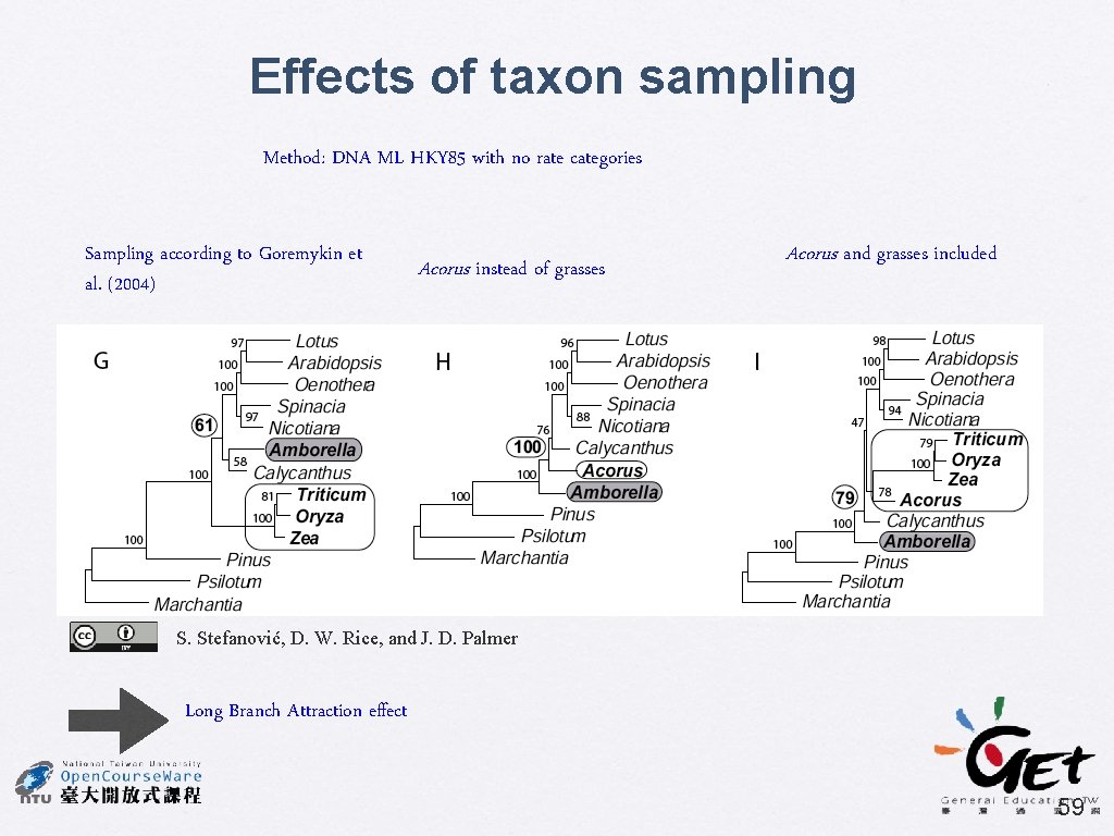 Effects of taxon sampling Method: DNA ML HKY 85 with no rate categories Sampling