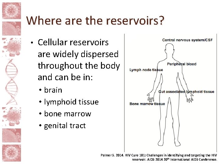 Where are the reservoirs? • Cellular reservoirs are widely dispersed throughout the body and