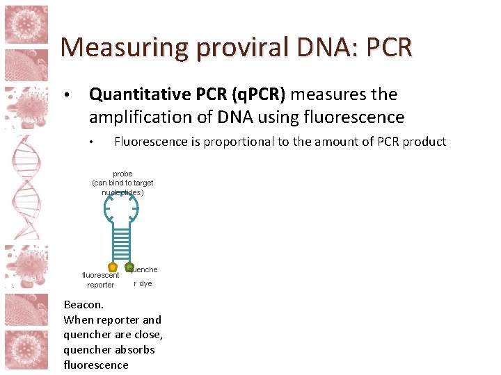 Measuring proviral DNA: PCR • Quantitative PCR (q. PCR) measures the amplification of DNA