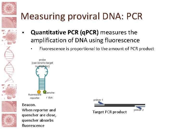 Measuring proviral DNA: PCR • Quantitative PCR (q. PCR) measures the amplification of DNA