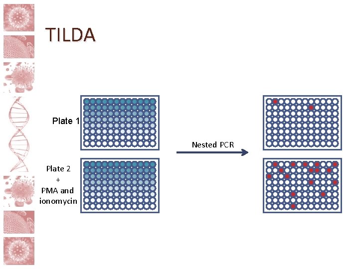 TILDA Plate 1 Nested PCR Plate 2 + PMA and ionomycin 