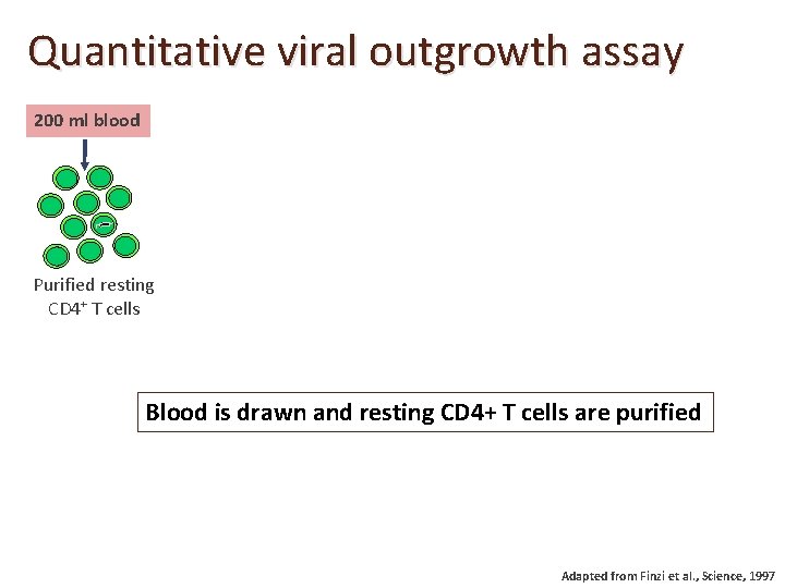 Quantitative viral outgrowth assay 200 ml blood Purified resting CD 4+ T cells Blood