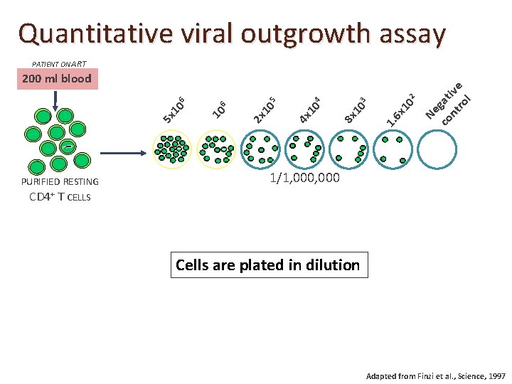 Quantitative viral outgrowth assay PURIFIED RESTING CD 4+ T CELLS 10 2 6 x