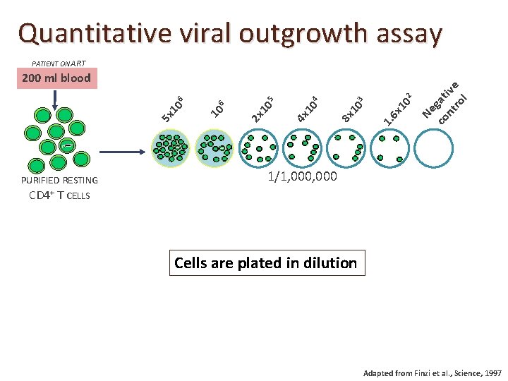 Quantitative viral outgrowth assay PURIFIED RESTING CD 4+ T CELLS 10 2 6 x