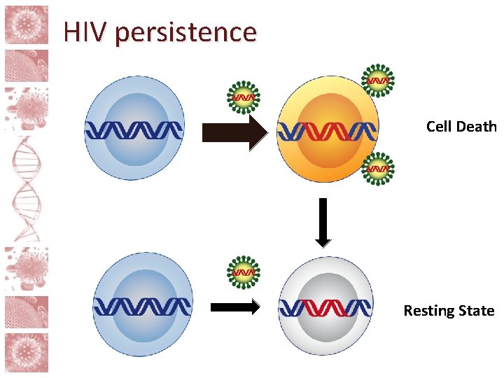 HIV persistence Cell Death Resting State 