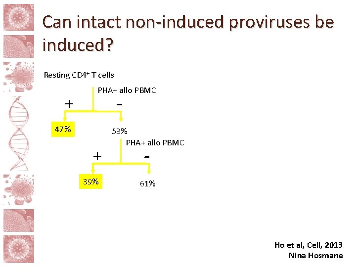 Can intact non-induced proviruses be induced? Resting CD 4+ T cells PHA+ allo PBMC