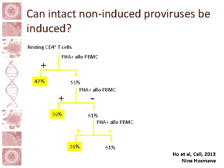 Can intact non-induced proviruses be induced? Resting CD 4+ T cells PHA+ allo PBMC